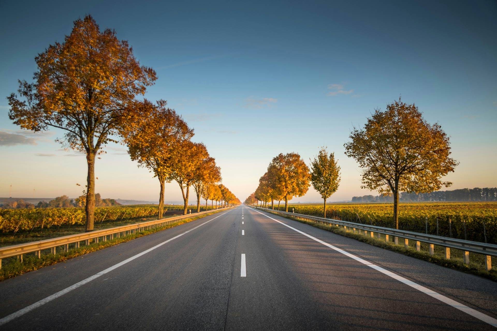 Strada alberata tra i campi per raggiungere in auto il Camping Village Dei Fiori a Cavallino-Treporti.